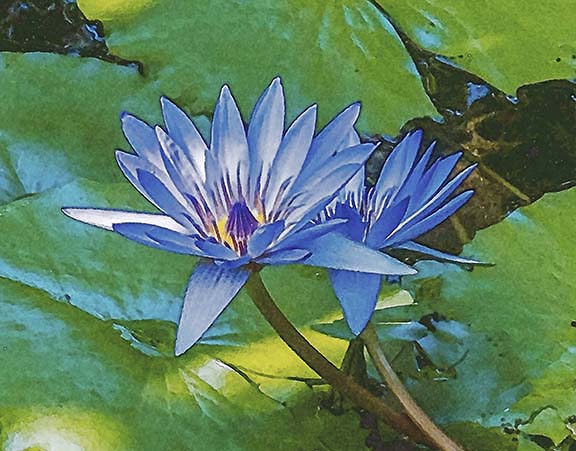 芦屋プラン株式会社七夕（たなばた1 Copilot